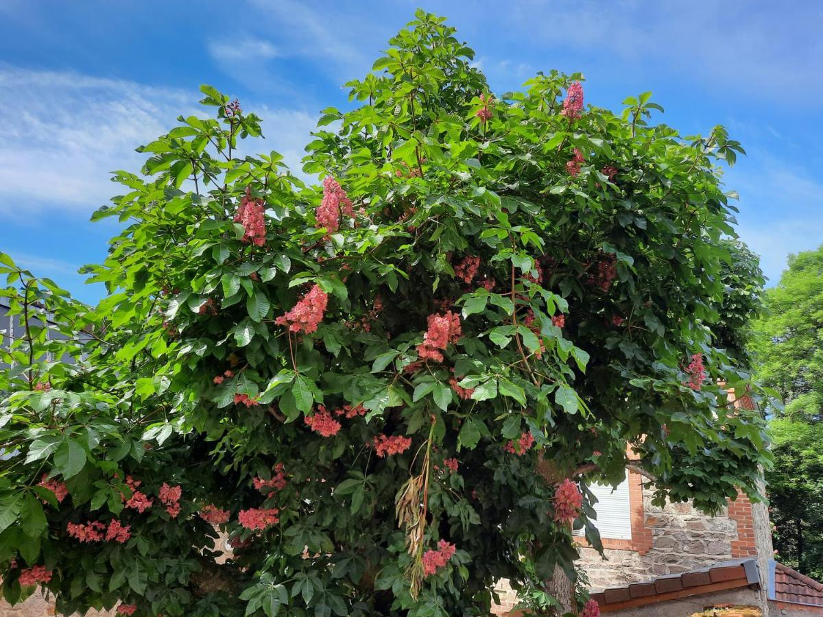 Le Clos Des Soyeux Saint-Victor-sur-Rhins Εξωτερικό φωτογραφία
